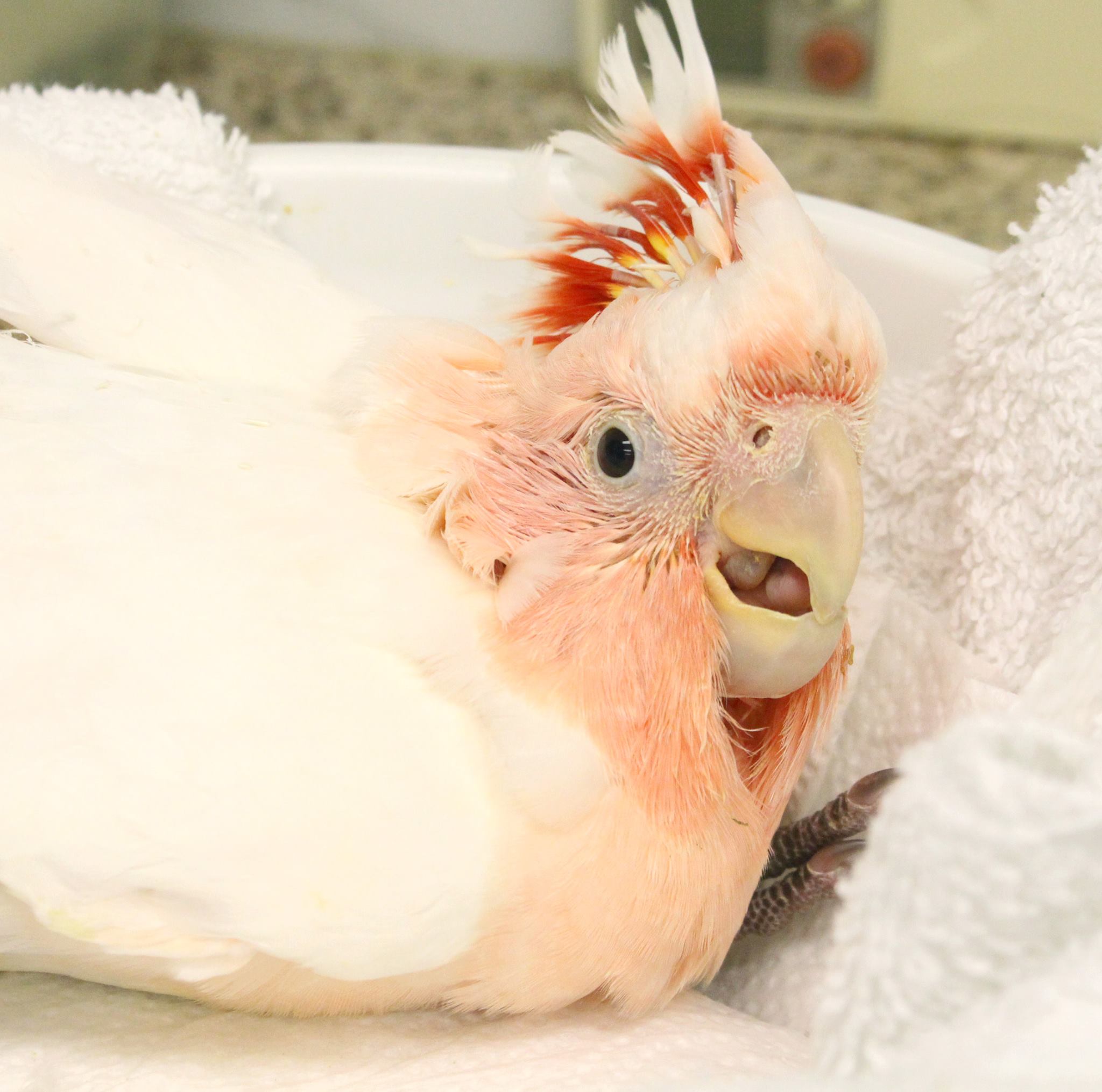 Major Mitchell Cockatoos for Sale