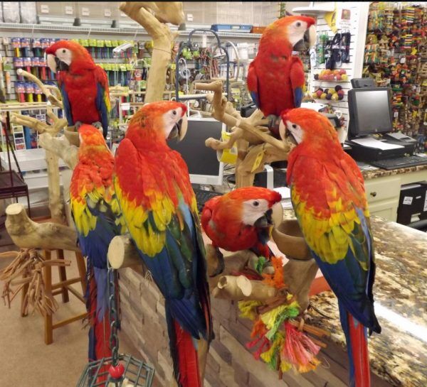 View of Macaw for Sale | Vibrant, Hand-Raised, and Healthy Parrots